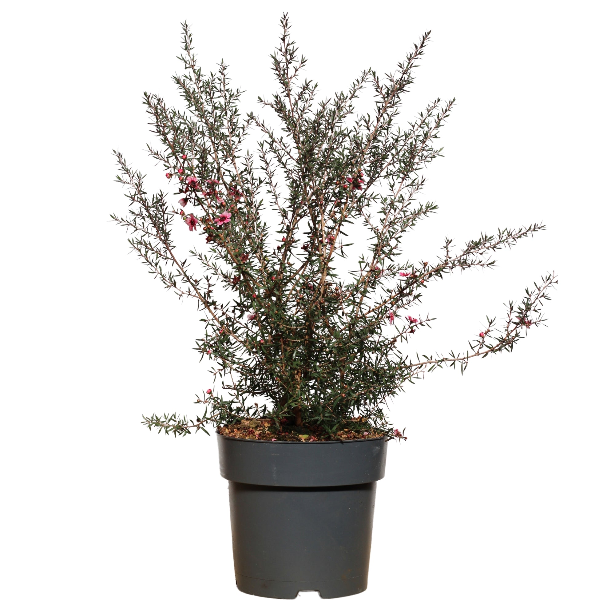 Leptospermum Scoparium
